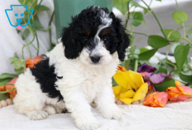 Buttercup Cockapoo2 image