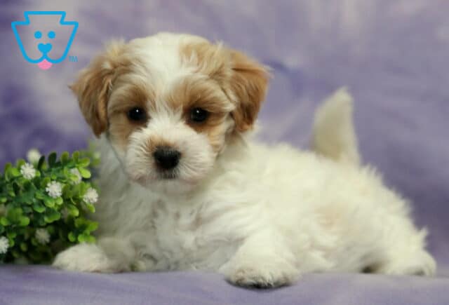Buttercup Havapoo image