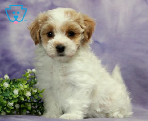 Buttercup Havapoo2