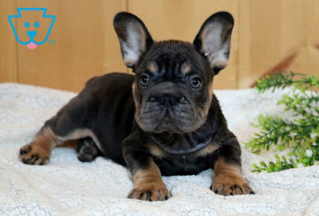 Black and tan French Bulldog puppy relaxing on a plush white blanket with expressive eyes, upright ears, and adorable tan markings beside decorative greenery indoors image