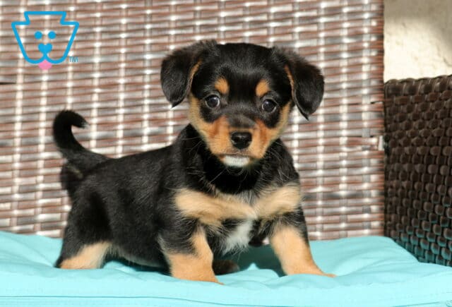 Callie Welsh Corgi Mix image