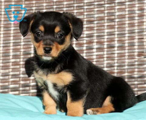 Callie Welsh Corgi Mix2