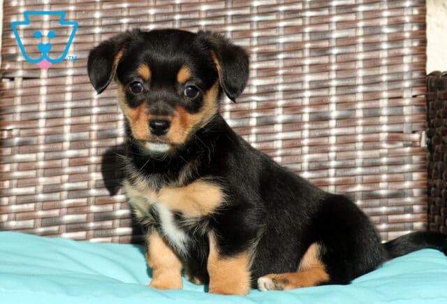 Callie Welsh Corgi Mix2 image