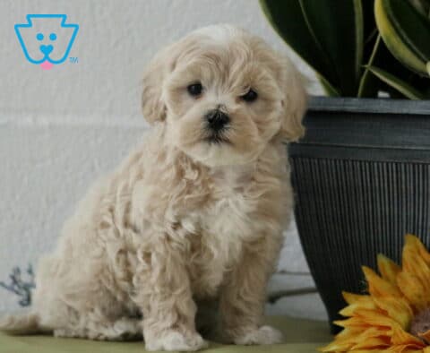 Calvin Maltipoo