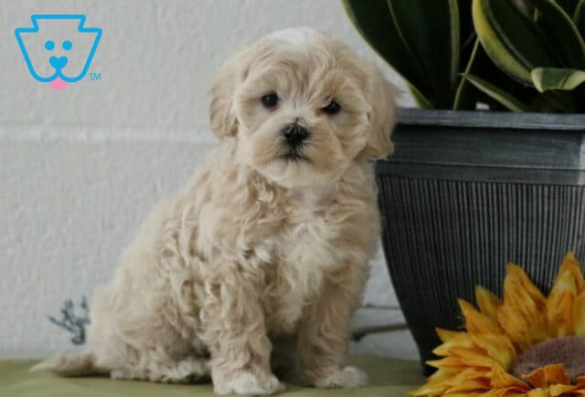 Calvin Maltipoo image