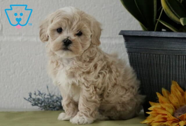 Calvin Maltipoo2 image