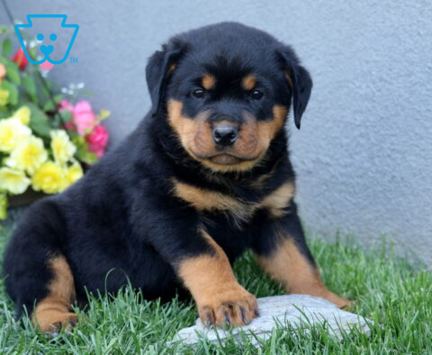 Calvin Rottie