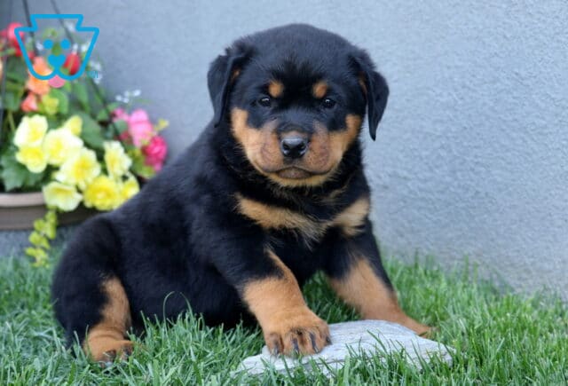 Calvin Rottie image
