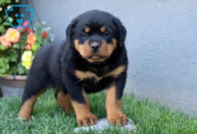 Calvin Rottie2 image