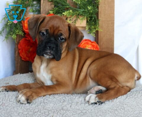 Cami Boxer