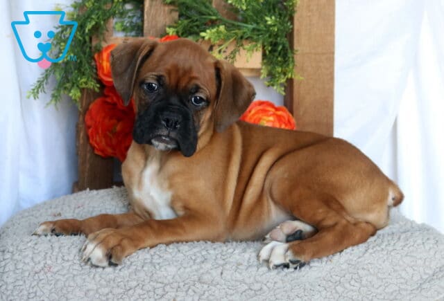 Cami Boxer image