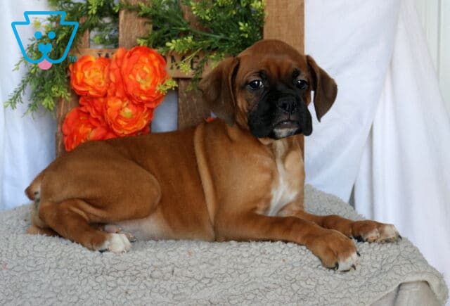 Cami Boxer2 image