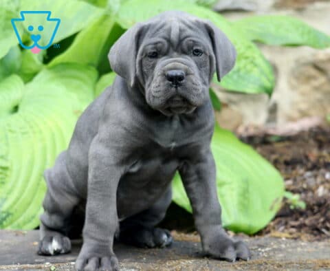 Muscular blue Cane Corso puppy sitting alert in a garden with oversized green leaves and natural stone background