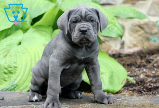 Muscular blue Cane Corso puppy sitting alert in a garden with oversized green leaves and natural stone background image