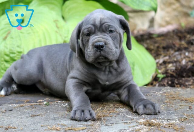 Blue Cane Corso puppy lying on a stone patio with wrinkled face and lush green garden backdrop image