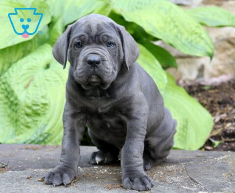 Blue-gray Cane Corso puppy sitting outdoors in front of oversized green hosta leaves with a strong stocky build