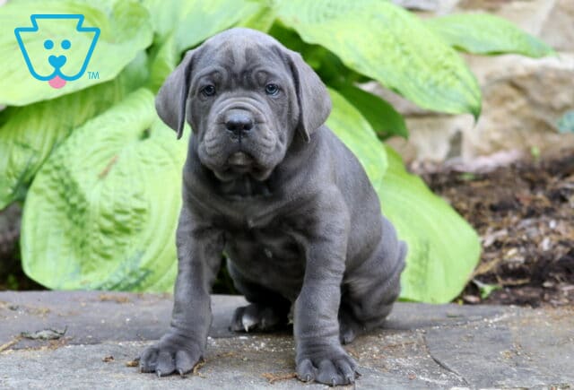 Blue-gray Cane Corso puppy sitting outdoors in front of oversized green hosta leaves with a strong stocky build image