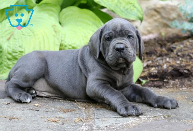 Blue Cane Corso puppy stretched out on a stone walkway with wrinkled face and soft green garden backdrop image