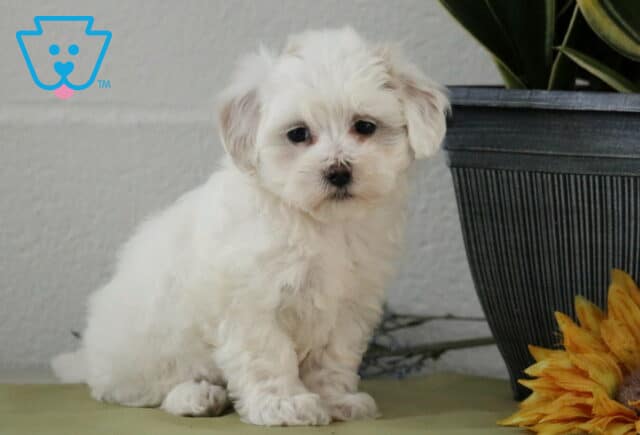 Cara Maltipoo image