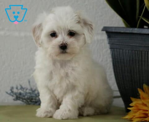 Cara Maltipoo2