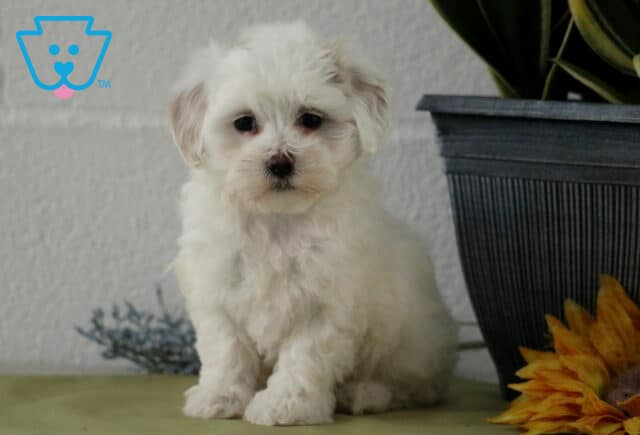 Cara Maltipoo2 image