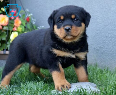 Cara Rottie
