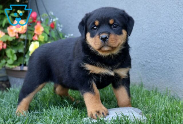 Cara Rottie image