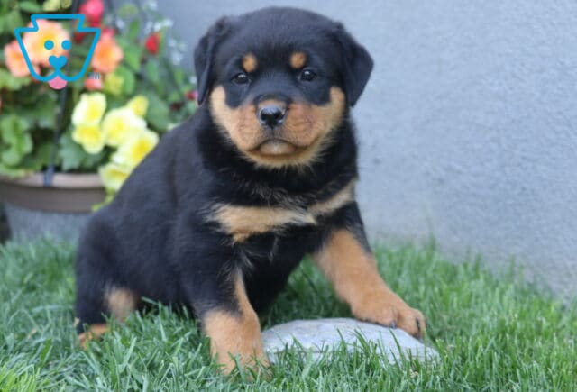Cara Rottie2 image