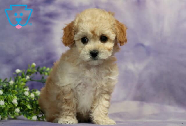 Carla Bichpoo2 image