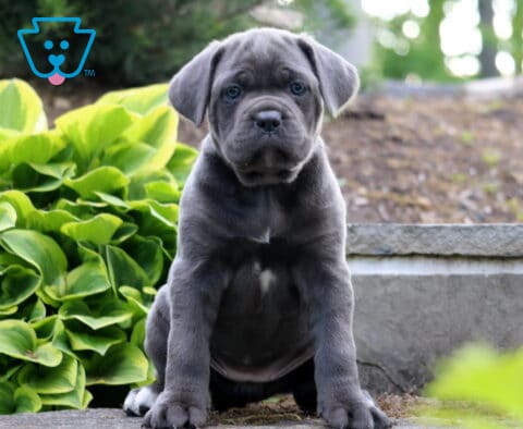 Gray Cane Corso puppy with soulful blue-gray eyes sitting proudly beside vibrant hosta plants outdoors