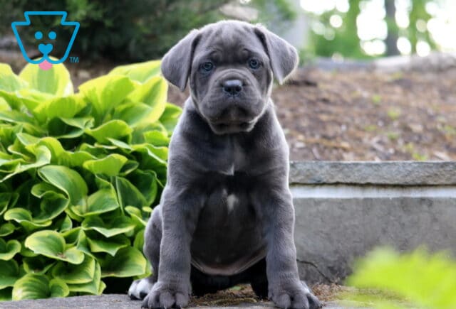 Gray Cane Corso puppy with soulful blue-gray eyes sitting proudly beside vibrant hosta plants outdoors image