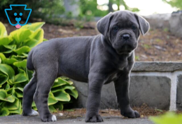 Blue-gray Cane Corso puppy standing alert on a stone patio with muscular build and lush garden greenery behind him image