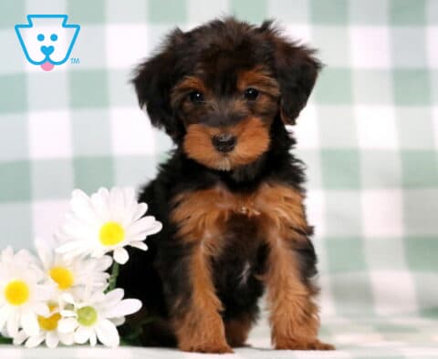 Carla Yorkiepoo