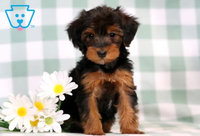 Carla Yorkiepoo image