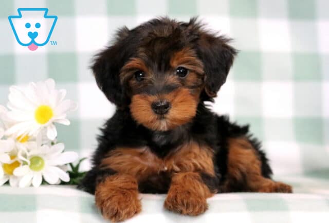 Carla Yorkiepoo2 image