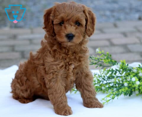 Carmel Cockapoo
