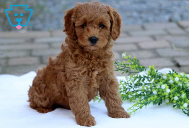 Carmel Cockapoo image