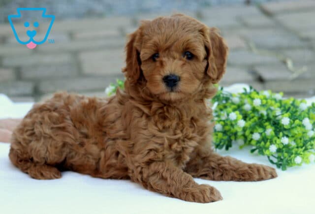 Carmel Cockapoo2 image