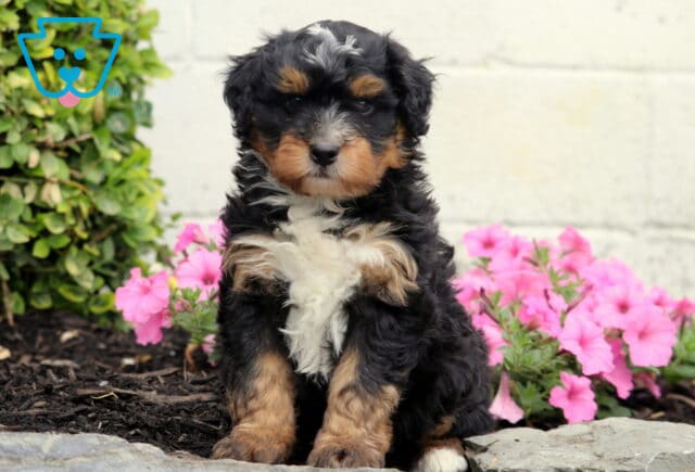 Carter Mini Bernedoodle image