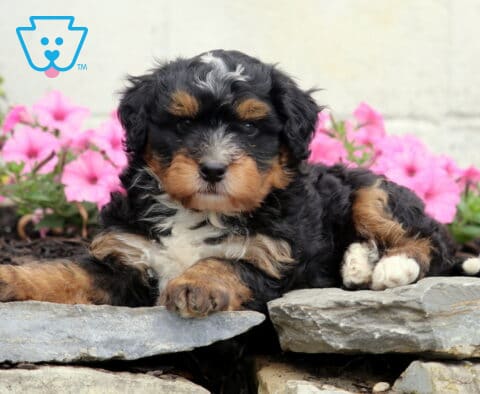 Carter Mini Bernedoodle2