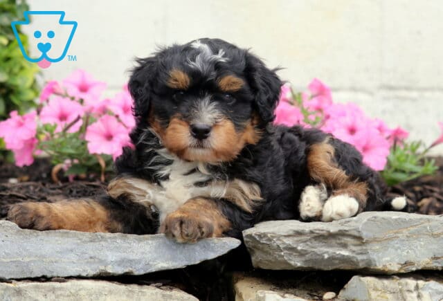 Carter Mini Bernedoodle2 image