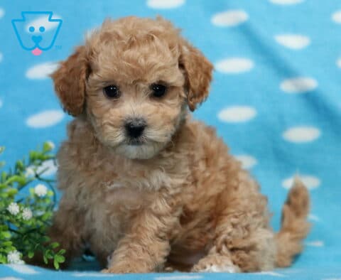Cash Bichpoo2