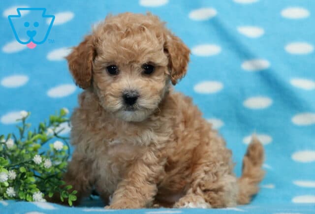 Cash Bichpoo2 image