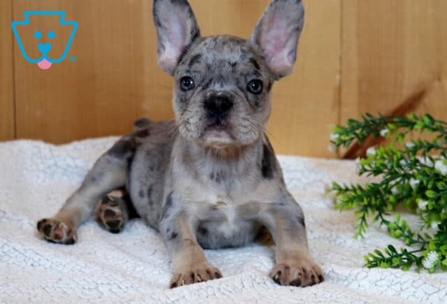 Blue merle French Bulldog puppy with oversized bat ears relaxing on a soft white blanket beside greenery with a curious expression and unique spotted coat pattern image