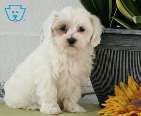 Cassidy Maltipoo