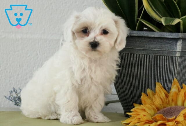 Cassidy Maltipoo image