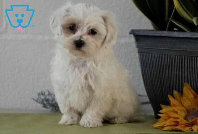 Cassidy Maltipoo2 image