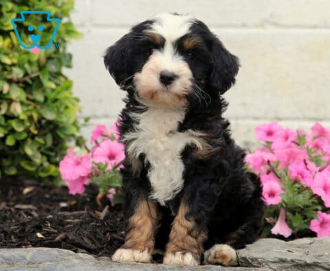 Cassie Mini Bernedoodle