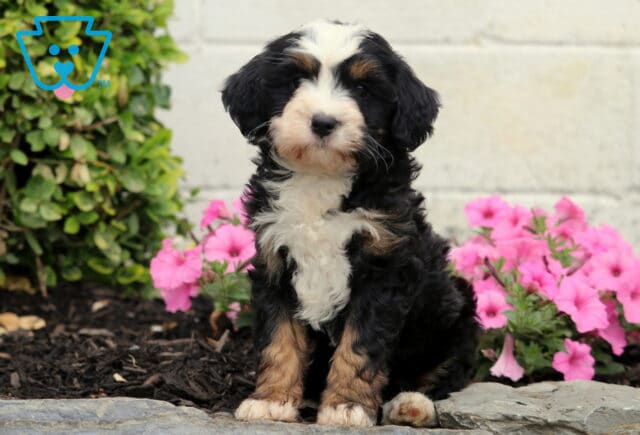 Cassie Mini Bernedoodle image