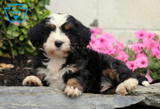 Cassie Mini Bernedoodle2 image